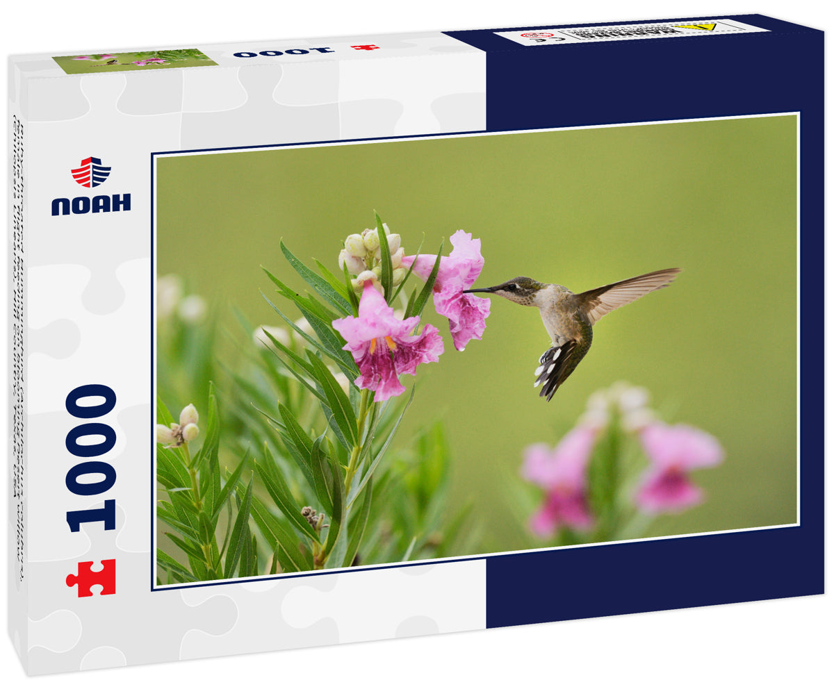 Ruby-throated Hummingbird (Archilochus colubris), female in flight feeding on blooming Desert willow (Chilopsis Linearis), Hill Country, Texas, USA