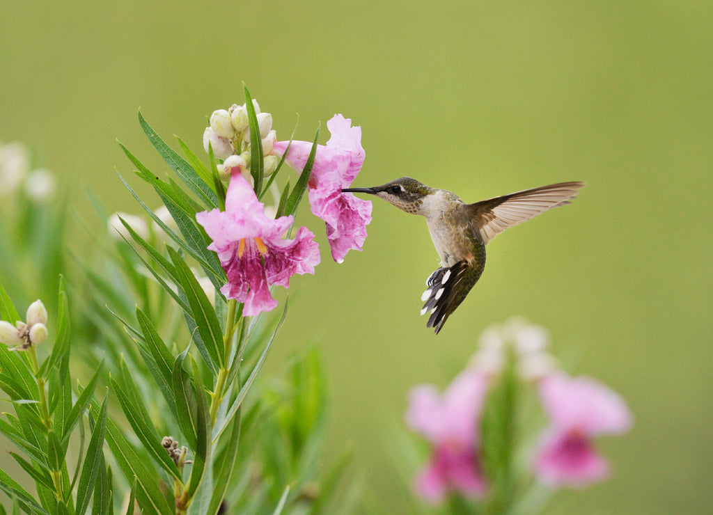 Ruby-throated Hummingbird (Archilochus colubris), female in flight feeding on blooming Desert willow (Chilopsis Linearis), Hill Country, Texas, USA