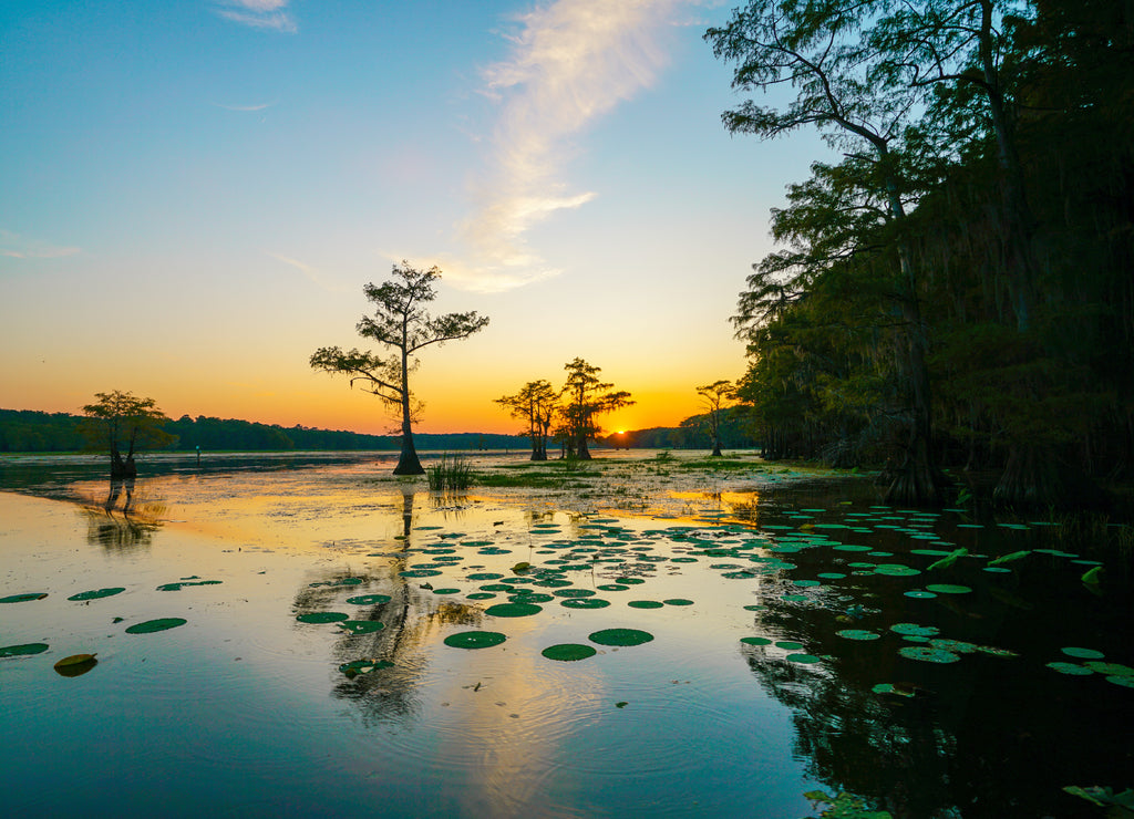 Sunset view with bald cypress trees and lily pads at Caddo Lake near Uncertain, Texas