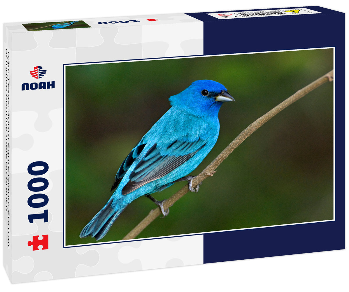 USA, Texas, South Padre Island. Portrait of indigo bunting male on branch
