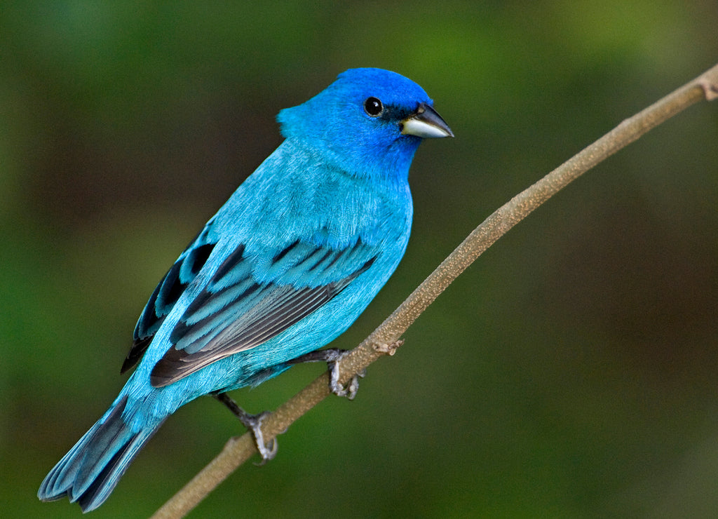 USA, Texas, South Padre Island. Portrait of indigo bunting male on branch