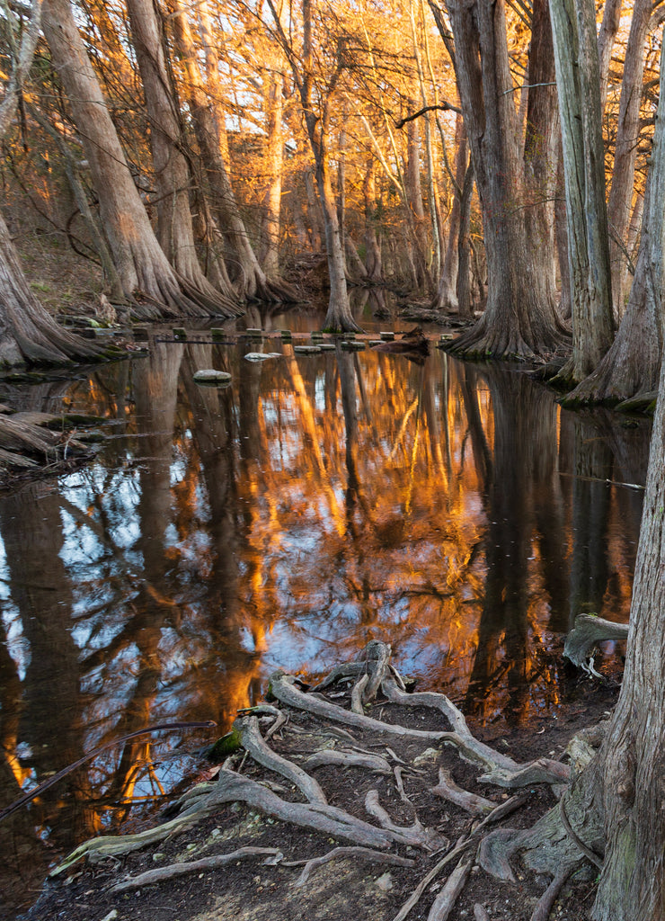Switchgrass (Panicum virgatum) and "bald cypress" trees (Taxodium distichum) in winter at sunset in Cibolo Nature Preserve in central Texas near Boerne