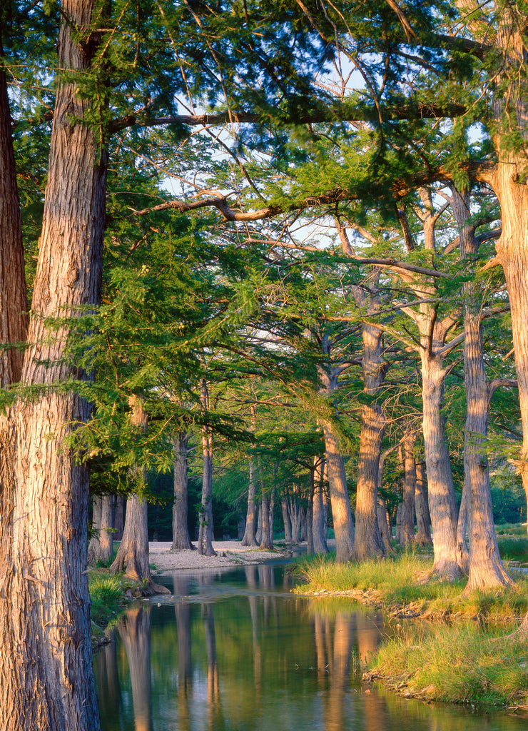 Bald cypress trees on Guadalupe River, Kerr County, Texas