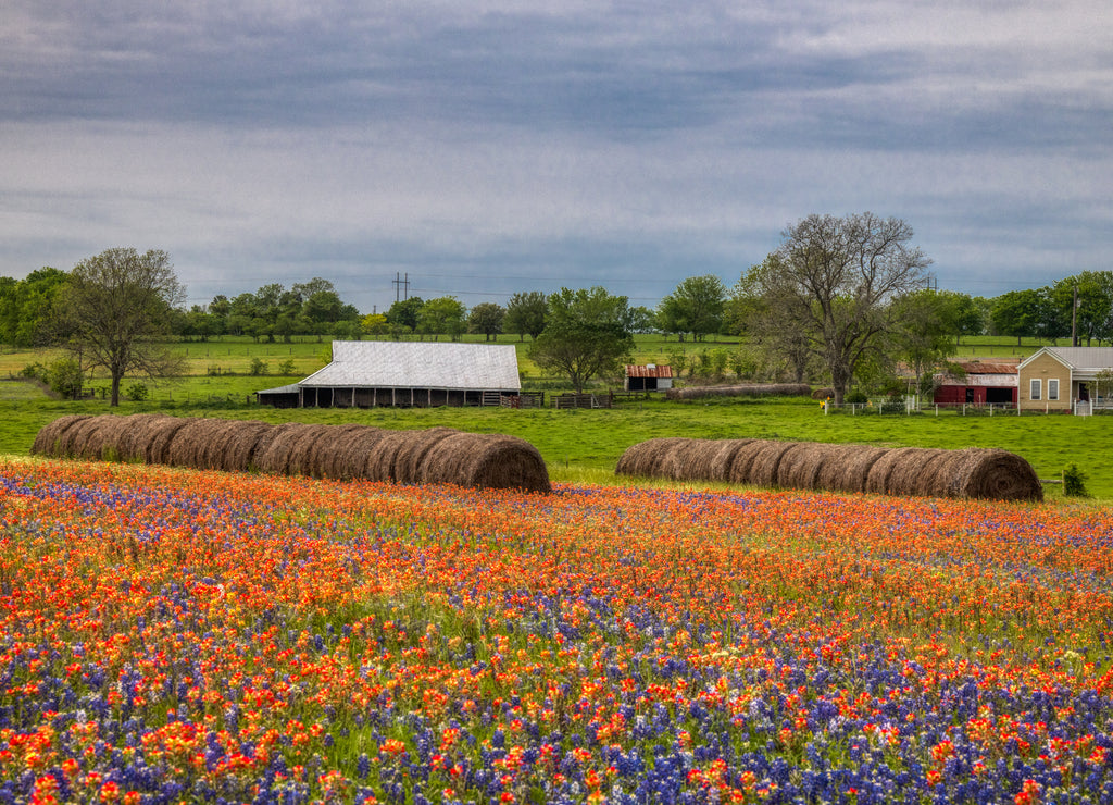 Wildflowers of Texas