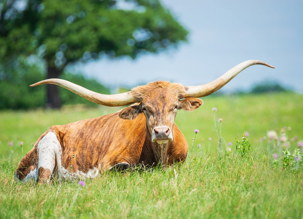 Texas longhorn lying down in the grass on the pasture
