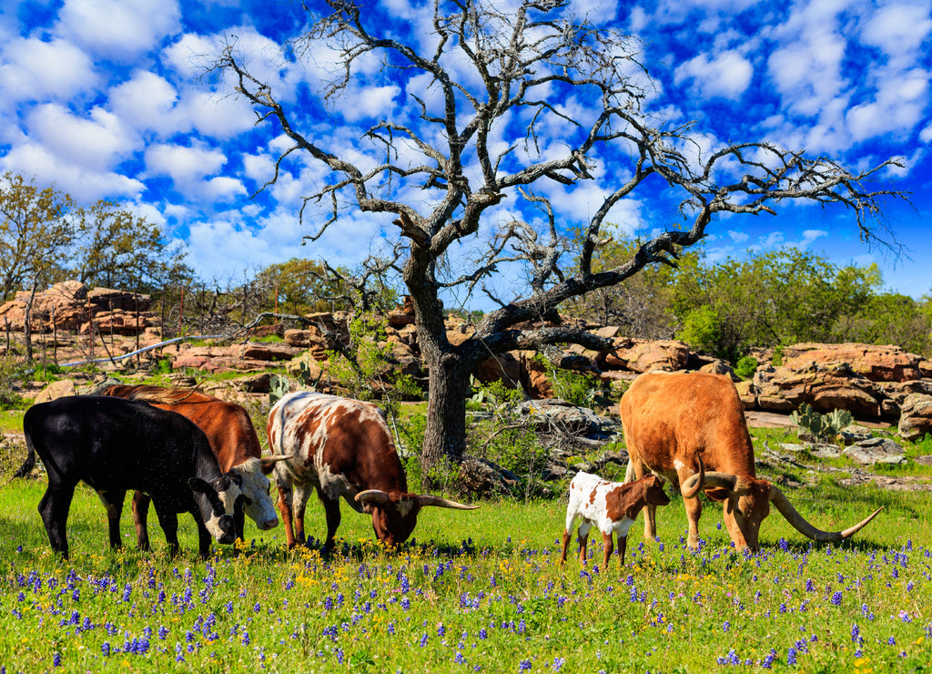 Texas cattle grazing