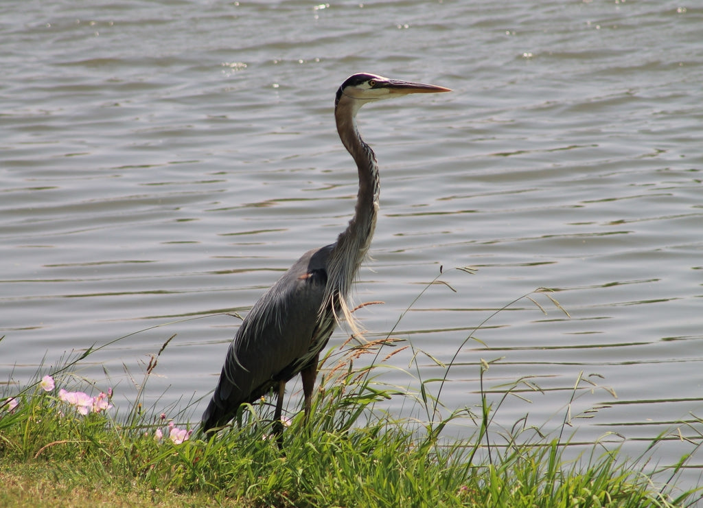 Birds, Ducks, Coypu, Nutria in Irving, Texas, USA