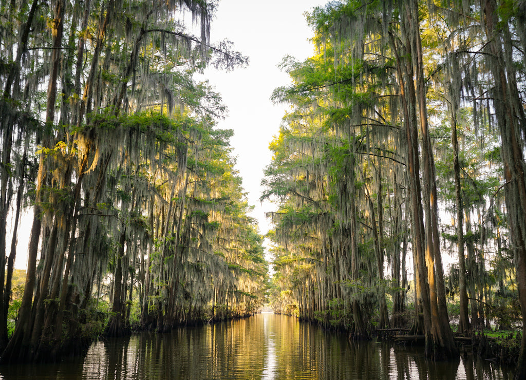 Tunnel of trees at Caddo Lake near Uncertain, Texas