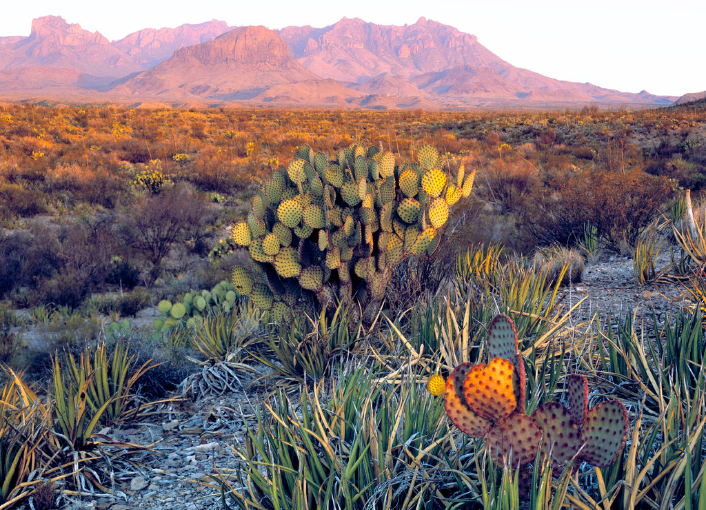 USA, Texas, Big Bend NP. A sandy pink dusk settles over the Chisos Mountains, in Big Bend National Park, Texas