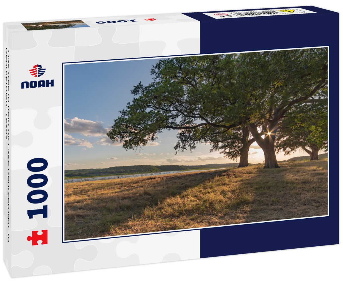 Oak tree in field by Lake Georgetown, in Georgetown, Texas