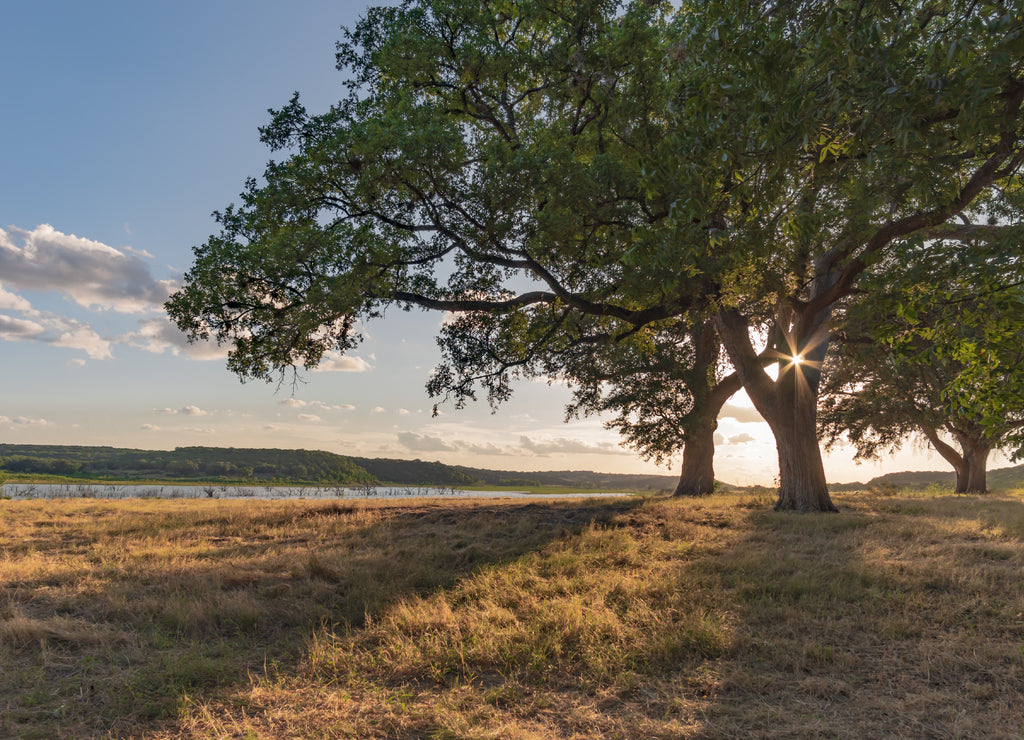 Oak tree in field by Lake Georgetown, in Georgetown, Texas