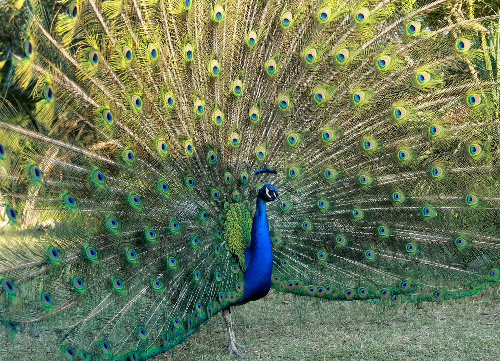 Beautiful peacock displaying its plumage in Mayfield Park and Nature Preserve, Austin, Texas