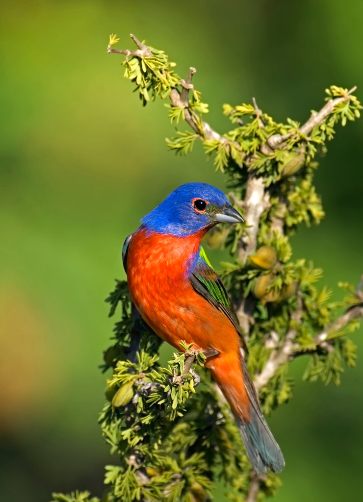 USA, Texas, Tilden. Male painted bunting perched in tree