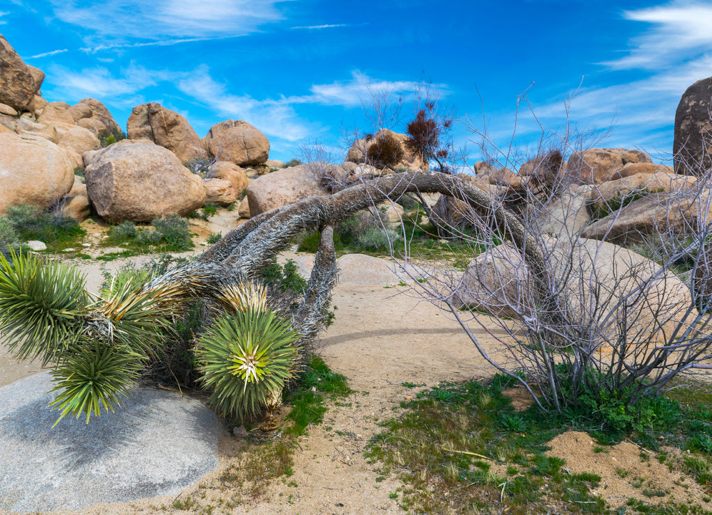 Joshua Trees in Joshua Tree National Park, Riverside County and San Bernardino County, California USA