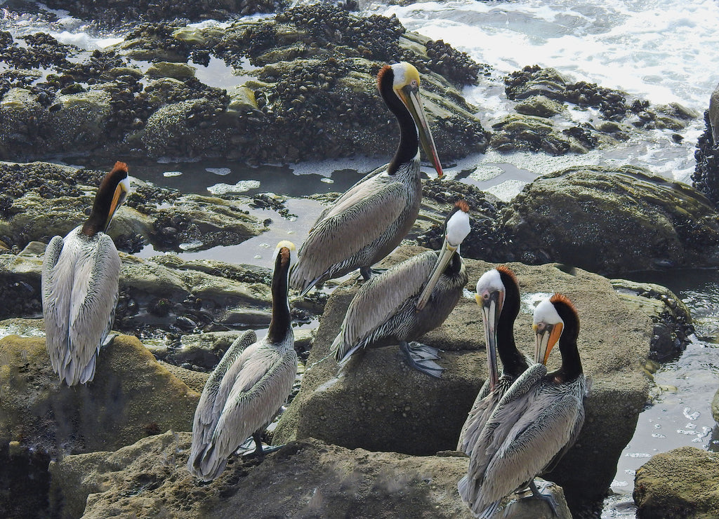 A group of brown pelicans enjoying a sunny day on the rocky shores of Carpinteria, in Santa Barbara County, California