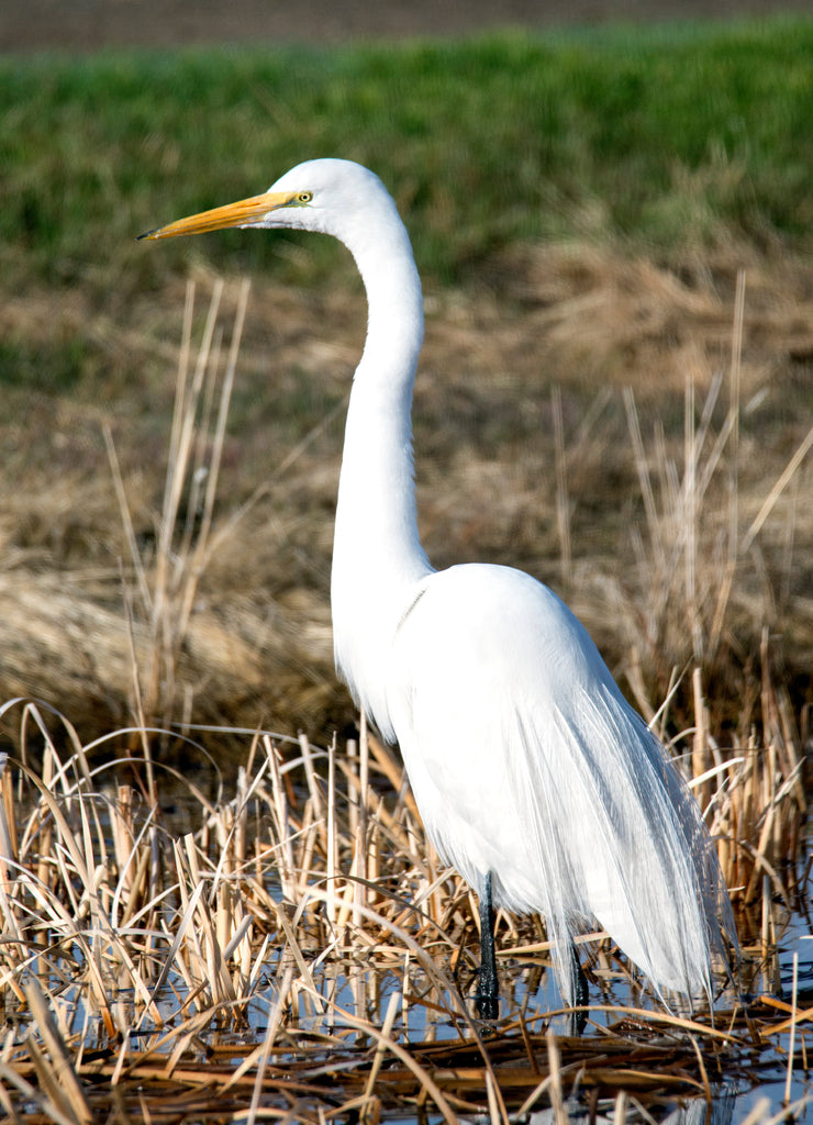 A large white egret up close in San Jacinto wildlife area in Riverside, California