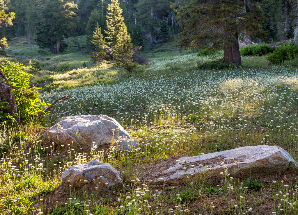 A Meadow of Wildflowers and Grasses in Early Morning Sunlight, Calaveras County, California