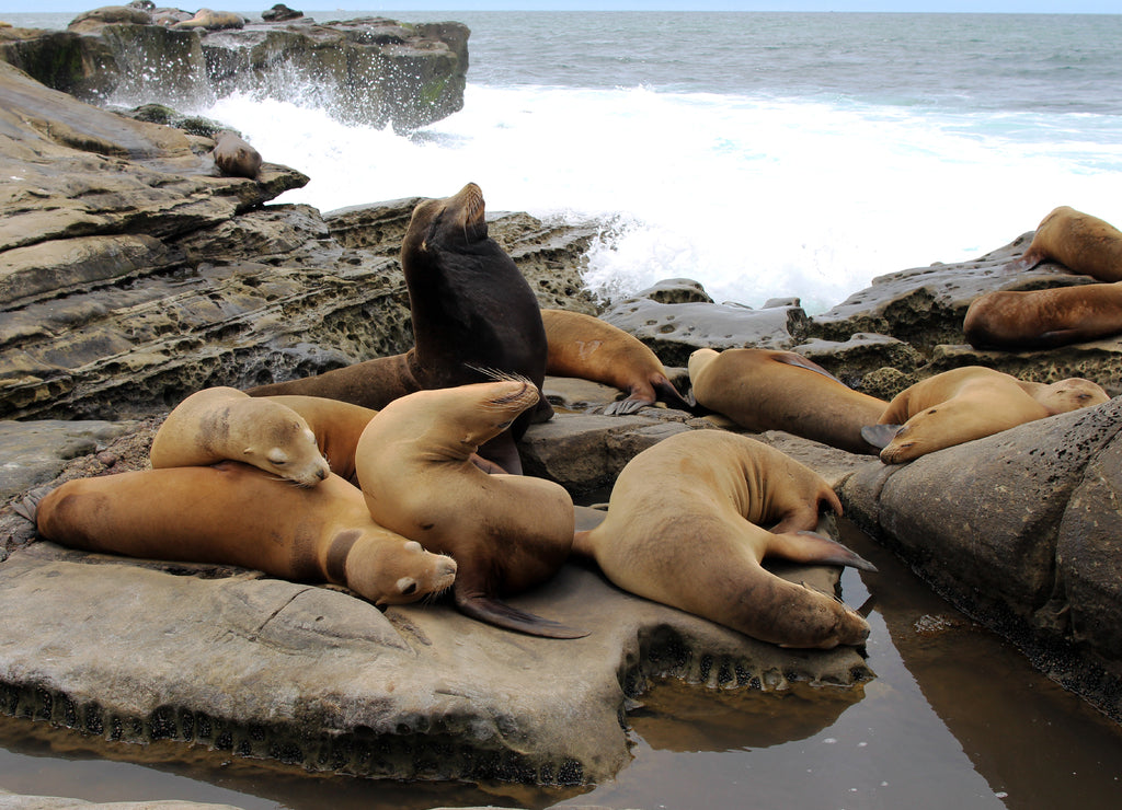 A sea lion bull and his harem. La Jolla, San Diego, California, USA