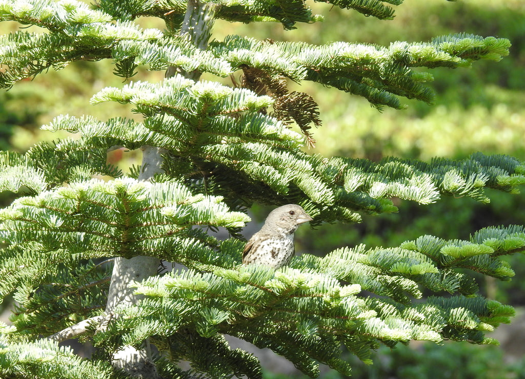 A thick-billed fox sparrow enjoying a beautiful day in the Mount Shasta wilderness, in Siskiyou County, Northern California