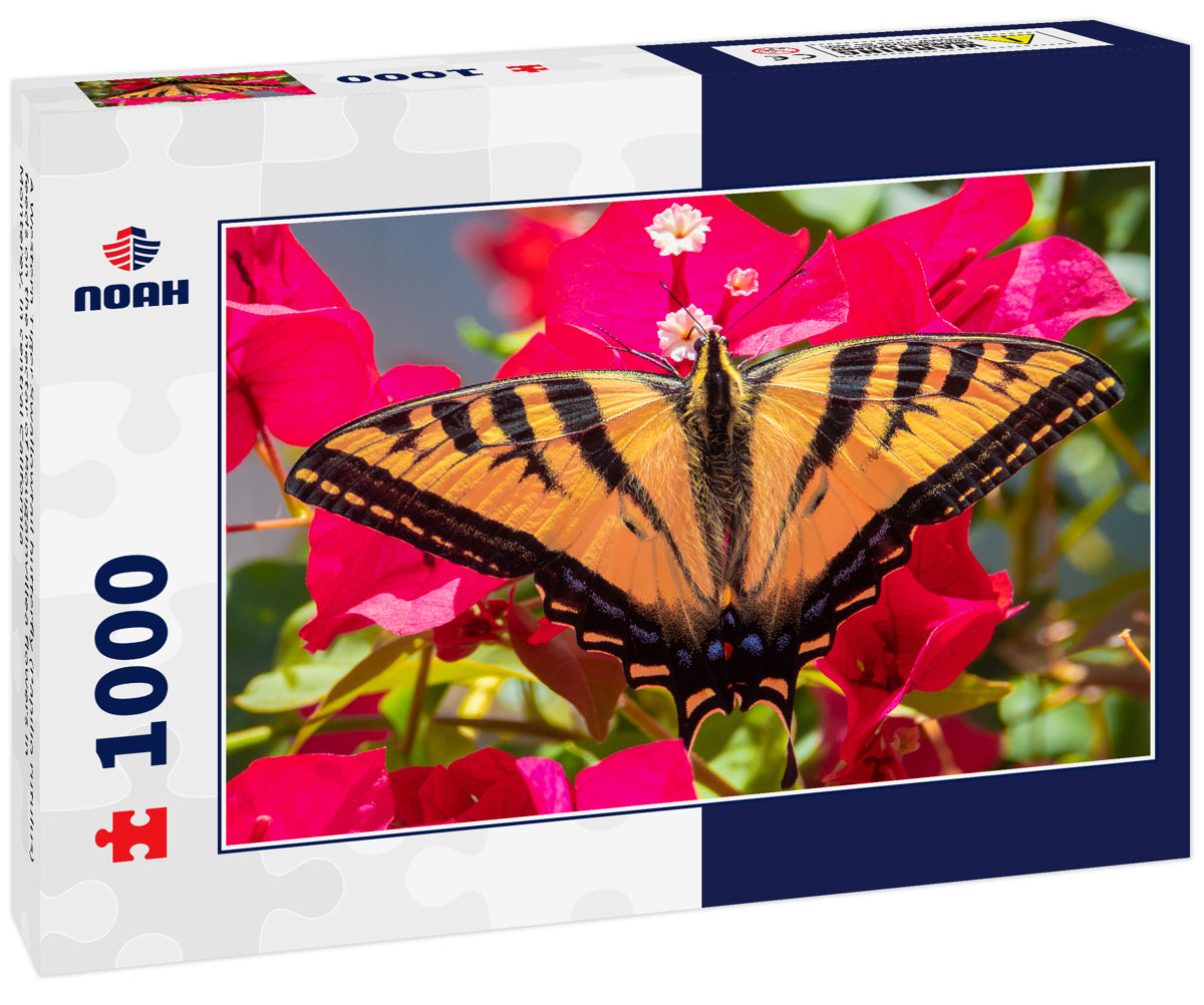 A Western Tiger Swallowtail butterfly (Papilio rutulus) feeds on the nectar of Bougainvillea flowers in Monterey, in central California