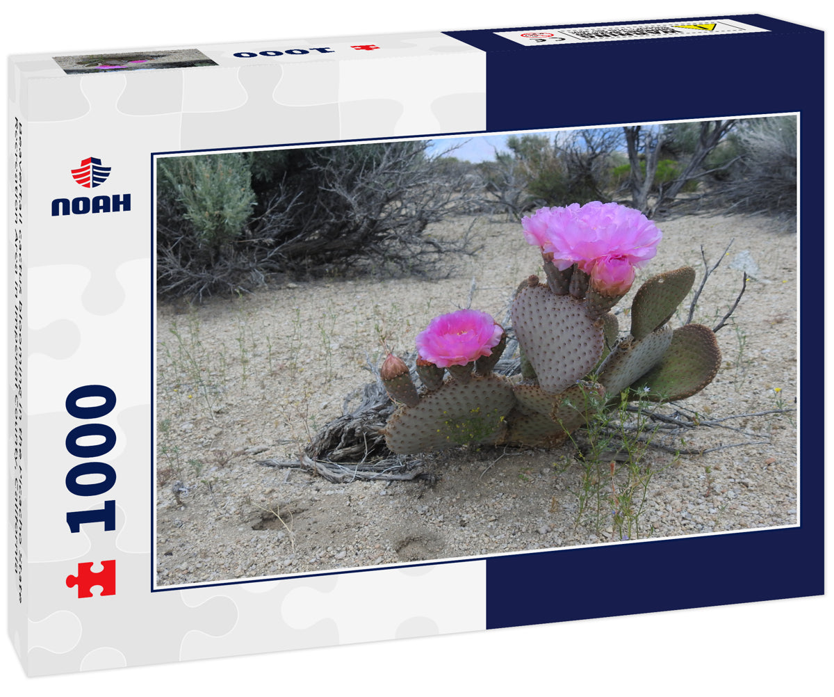 Beavertail cactus blooming in the Picacho State Recreation Area in Imperial County, California