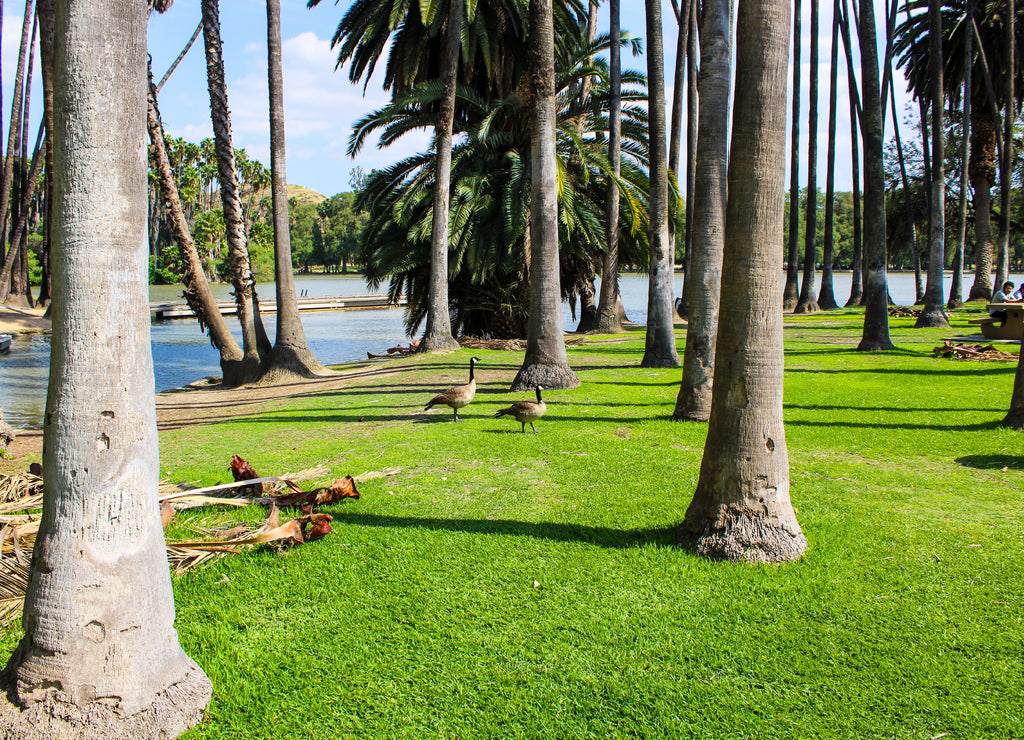 black and brown geese walking on lush green grass surrounded by palm trees near the lake at Lake Evans at Fairmount Park in Riverside California