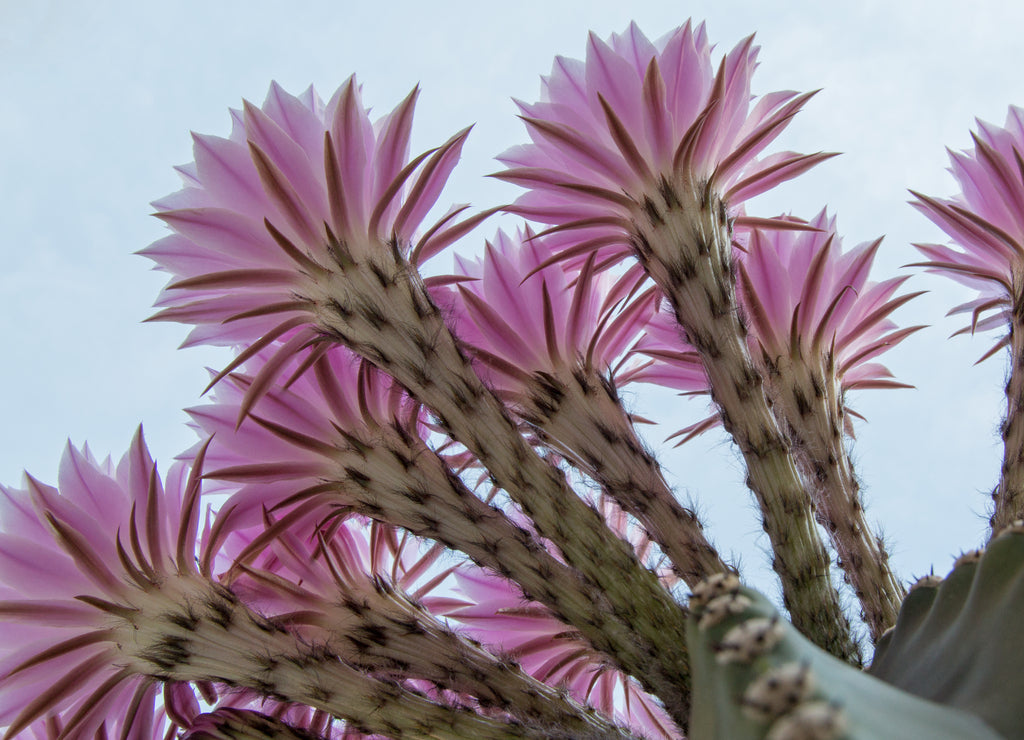 Boquet of Barrel Cactus Flowers in the early morning in Riverside California USA