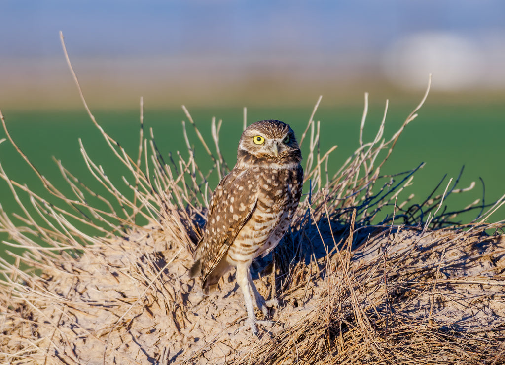 Burrowing Owl (Athene cunicularia) in Salton Sea area, Imperial Valley, California, USA