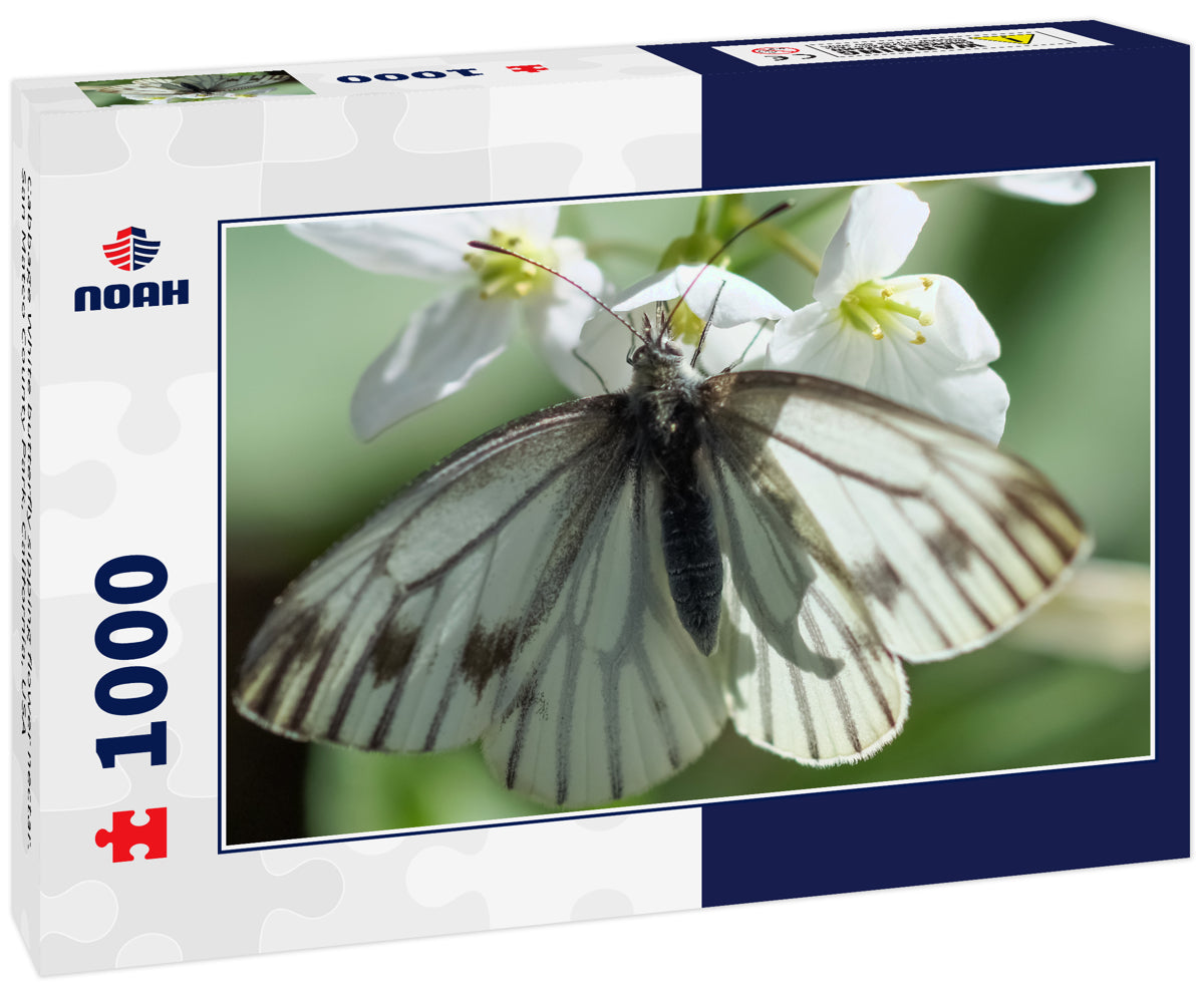 Cabbage White butterfly sipping flower nectar. San Mateo County Park, California, USA