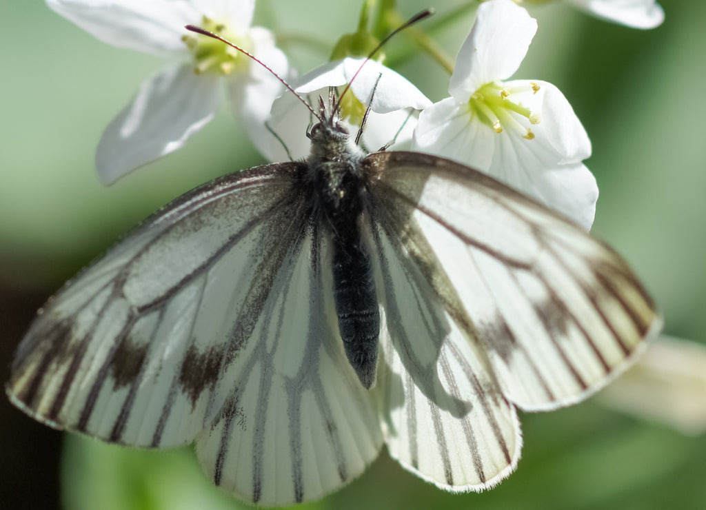 Cabbage White butterfly sipping flower nectar. San Mateo County Park, California, USA