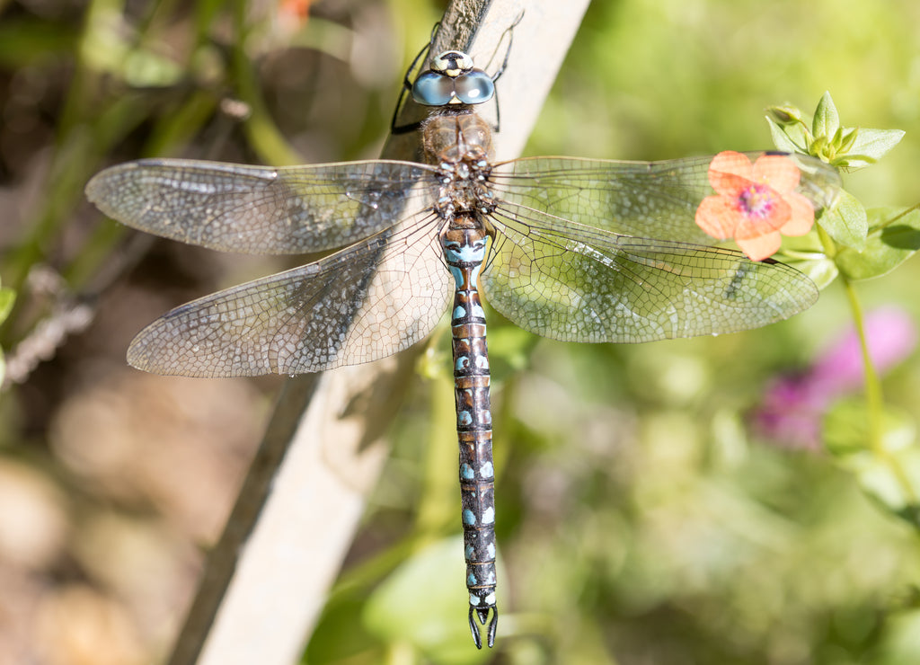 California Darner - Rhionaeshna californica, Male. Alameda County, California, USA