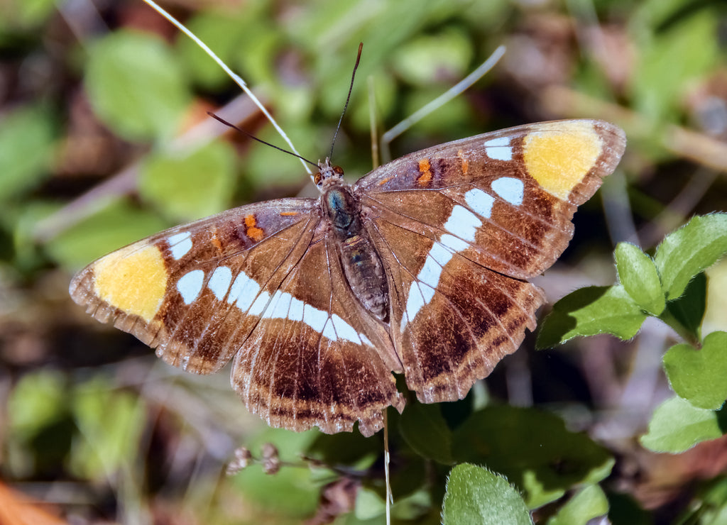 California Sister butterfly perched on a plant. San Mateo County, California, USA