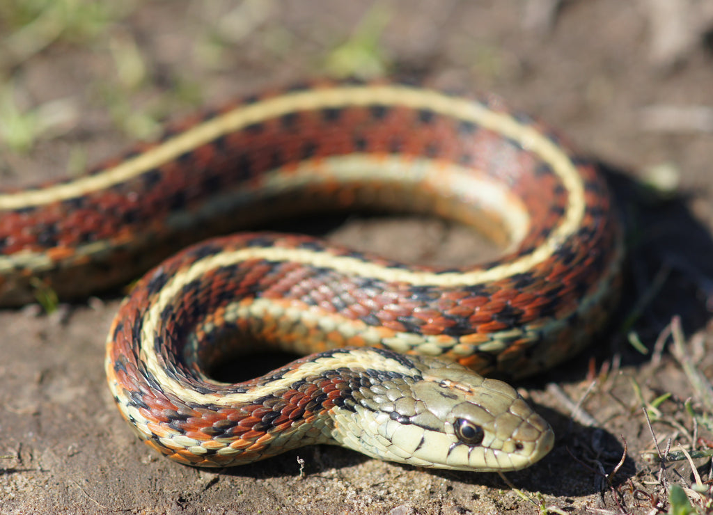 Coast Garter Snake Close-Up. Ano Nuevo State Park, San Mateo County, California, USA