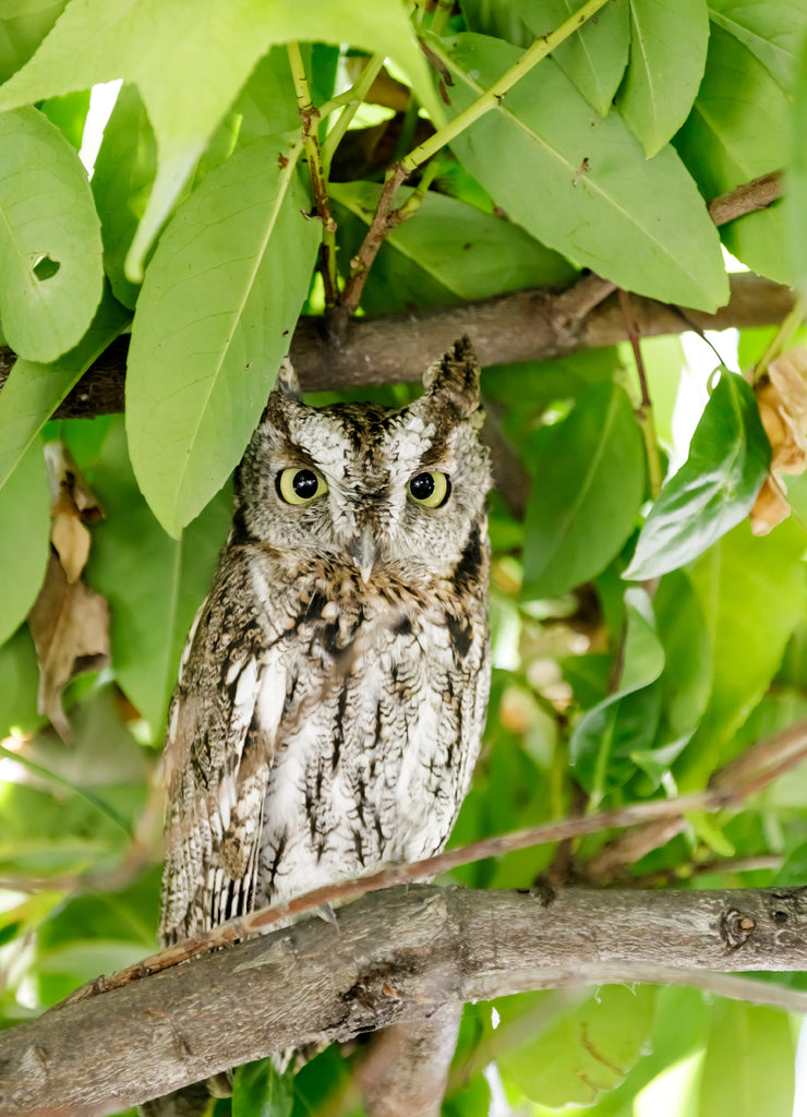 Coastal Great Horned Owl, juvenile, in the wild. Redwood City, San Mateo County, California, USA