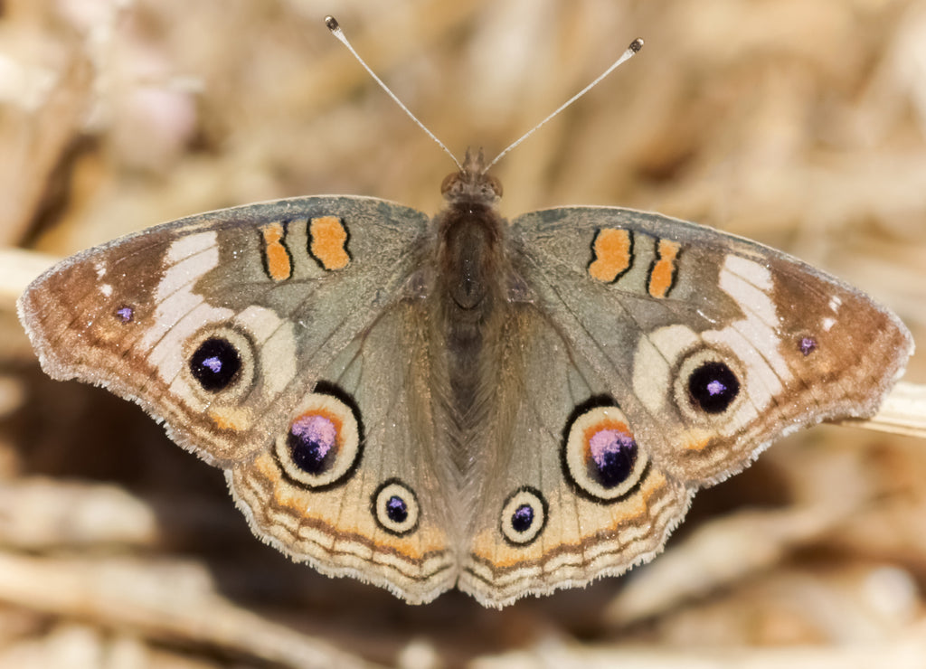 Common Buckeye (Junonia coenia) perched on forest floor. Alameda County, California, USA