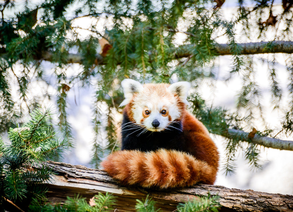 Cute Red Panda At Sacramento Zoo of California