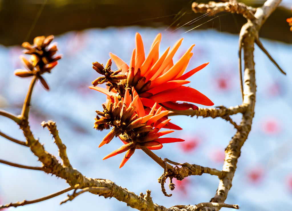 Erythrina caffra, the coast coral tree or African coral tree, California, official tree of Los Angeles