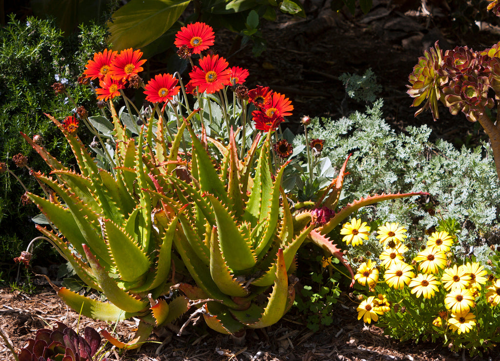 Flowers in garden of San Diego,California