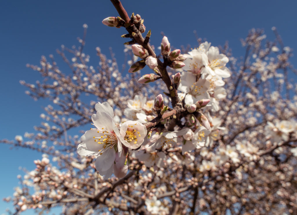 Flowers On Almond Trees Near Fresno, California