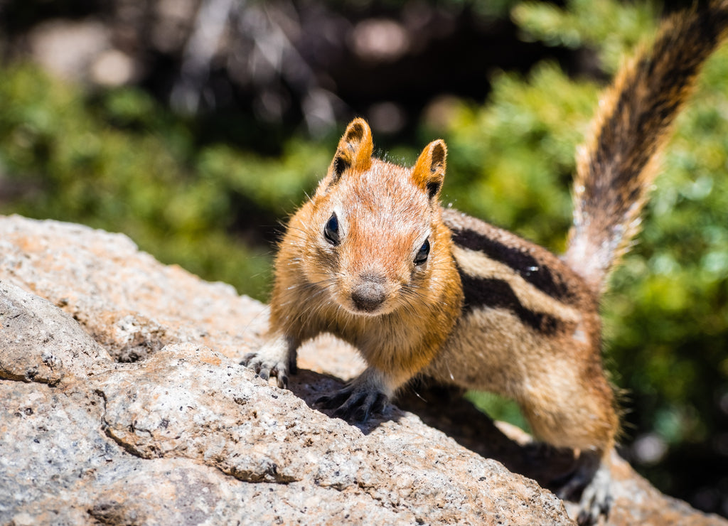 Frontal view of cute chipmunk, Lassen Volcanic Park National Park, Northern California