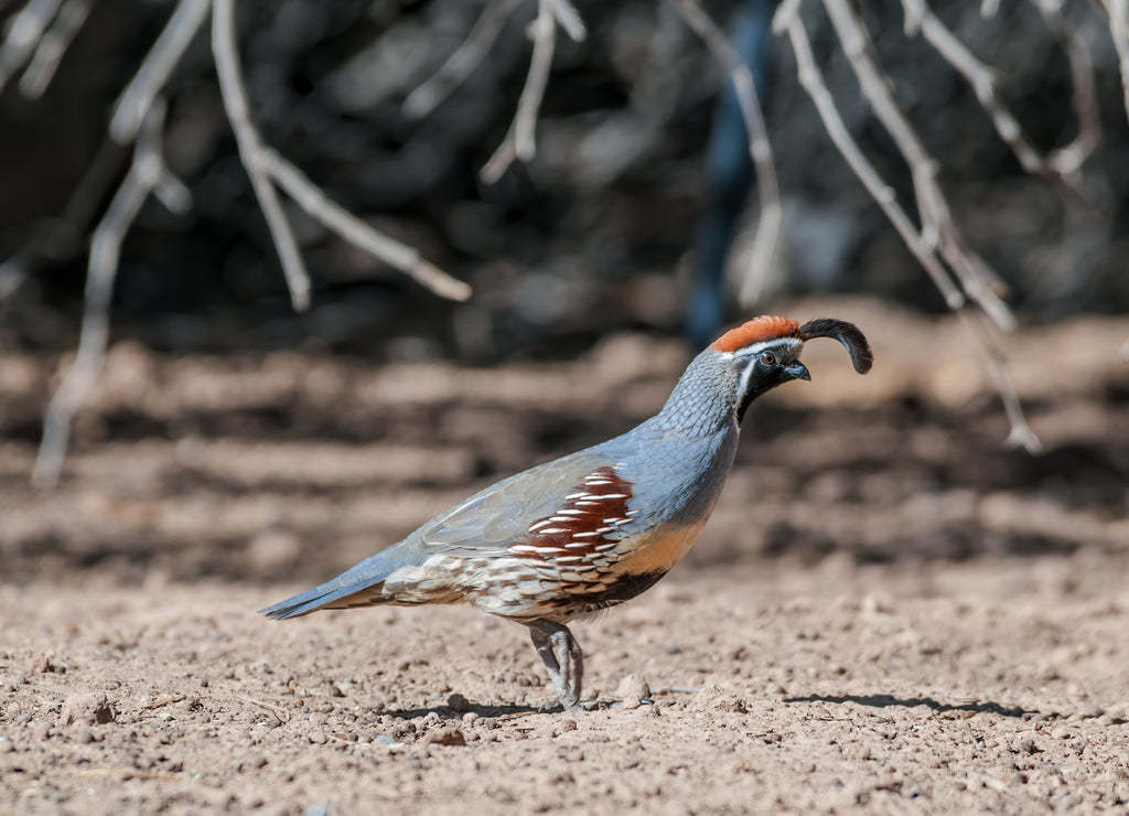 Gambel's Quail (Callipepla gambelii) male on Salton Sea area, Imperial Valley, California, USA