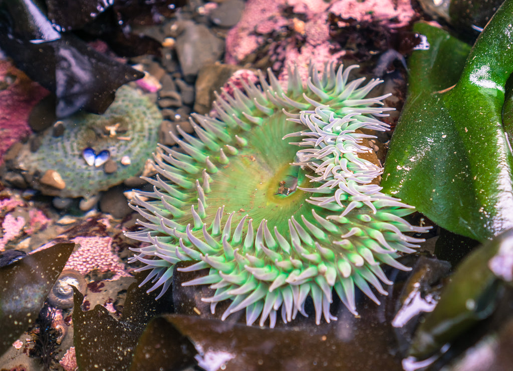 Giant Green Anemone, Fitzgerald Marine Reserve, California