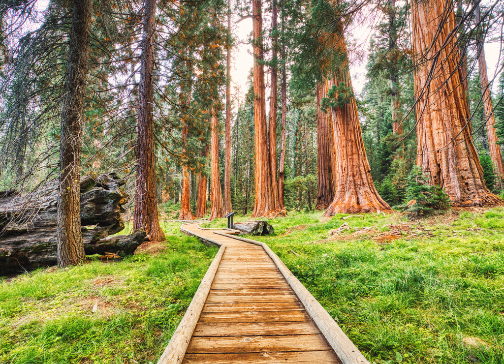 Giant Sequoias in the Sequoia National Park, California