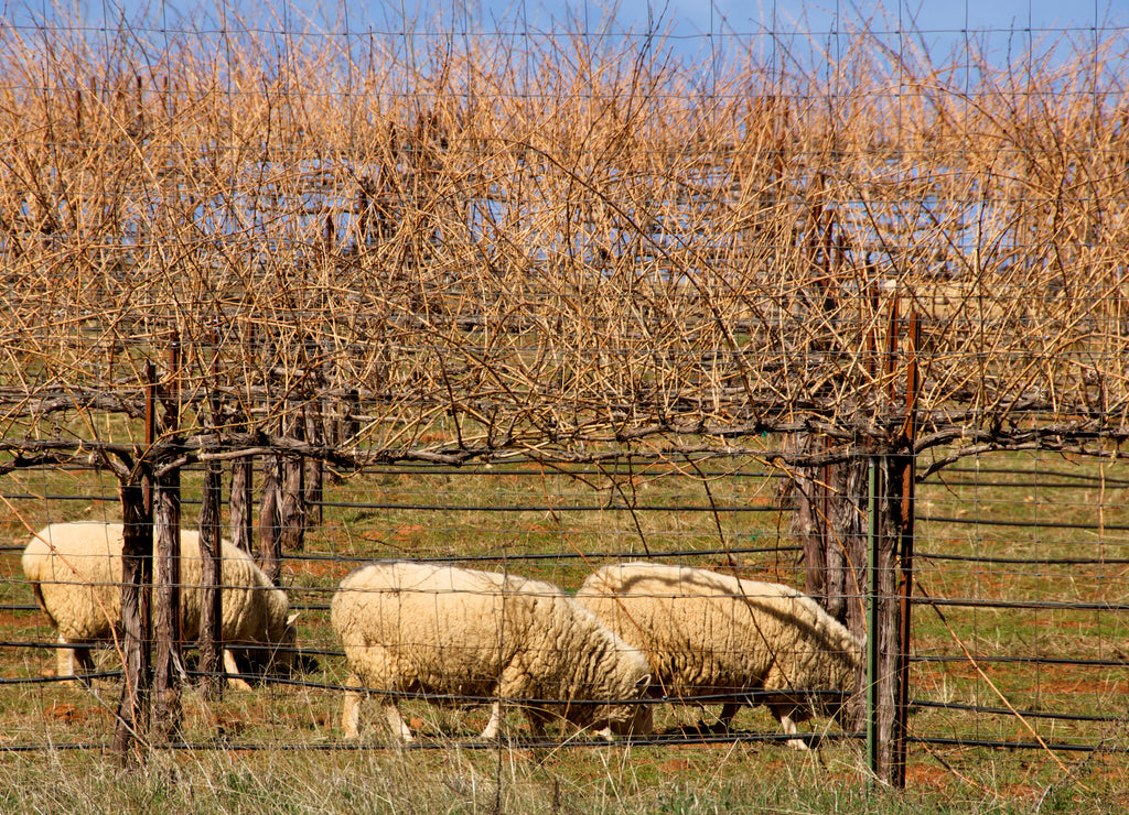 Grazing Sheep keep weeds down and the vineyard fertilized, Calaveras County, California