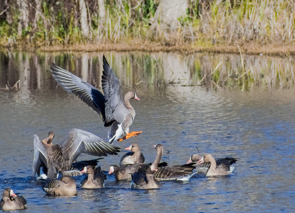 Greater White-fronted Geese (Anser albifrons) swimming in one of the ponds of Sacramento National Wildlife Refuge, California