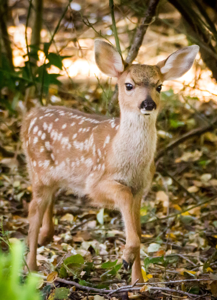 Hi, I'm Bambi! - A fawn poses for a forest guest. Sonoma County, California, USA