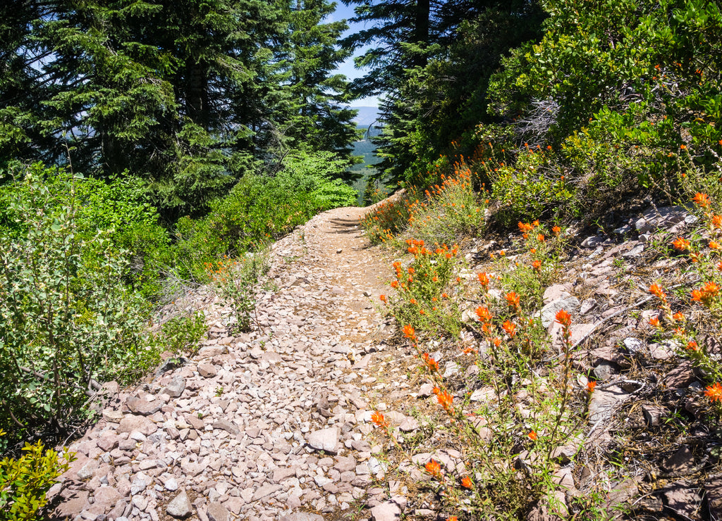 Hiking trail to the top of Black Butte, close to Shasta Mountain, Siskiyou County, Northern California