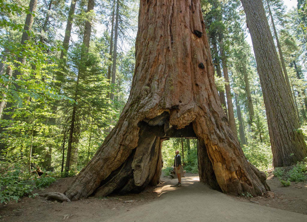 Huge Redwood trees at Calaveras National State Park, California, United States