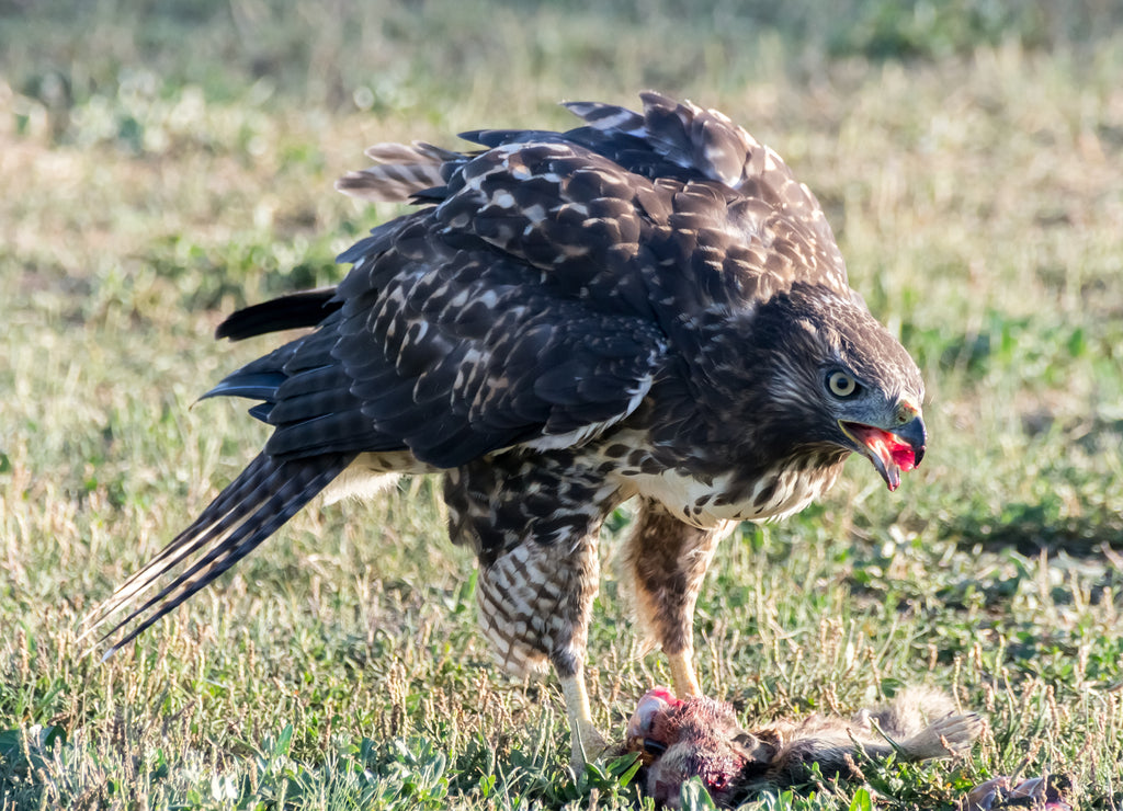 Juvenile Red-tailed Hawk feeding on dead squirrel. Santa Clara County, California, USA