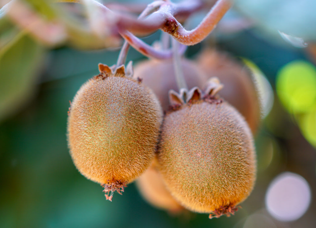 Kiwi Fruit Growing On A Vine Near Fresno, California